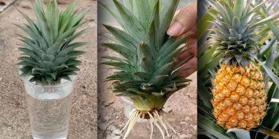 راهنمای کامل ریشه