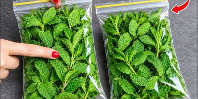 ۴ روش برای تازه نگه