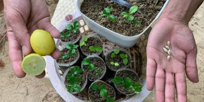 راهنمای پرورش نهال