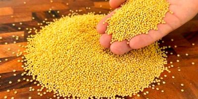 معجزه ارزن برای