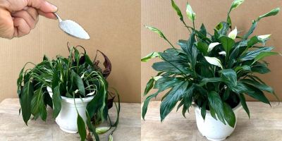 روش احیای گل پژمرده