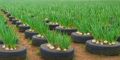 «کاشت سیر در لاستیک