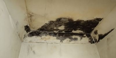 «کپک دیوار رو با