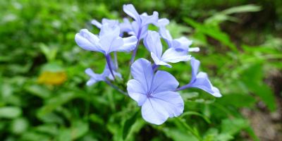 همه چیز درباره گیاه