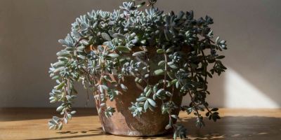راهنمای نگهداری