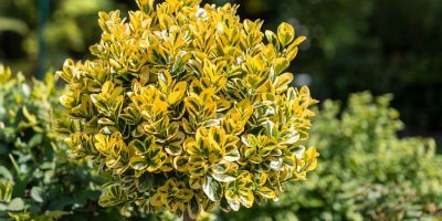 راهنمای جامع