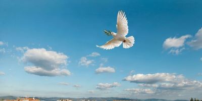 کبوتر، شعر زیبای