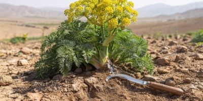 روش کاشت آنغوزه؛