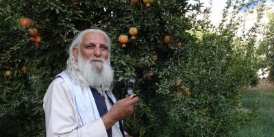 پیرمرد و درخت انار؛