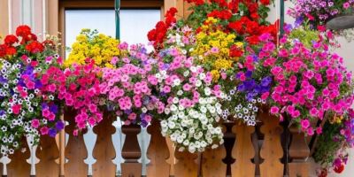 گل اطلسی؛ روش تکثیر