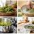 طرز تهیه رب غوره خانگی خوشمزه و با ماندگاری بالا