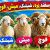 راهنمای خرید گوشت مرغوب؛ چطور گوسفند نر، ماده، بره و میش را از هم تشخیص دهیم؟