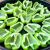 طرز تهیه یک غذای خوشمزه و جدید با فلفل دلمه ای !