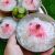 طرز تهیه فالوده شیرازی بدون رشته آماده؛ مثل بازاری