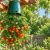 آموزش کاشت وارونه گوجه فرنگی؛ ایده ای جذاب برای خانه های آپارتمانی