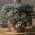راهنمای نگهداری ساکولنت سدوم مورگانیانوم (دم الاغی)