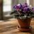 راهنمای جامع نگهداری سوسن آفریقایی