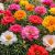 کاشت گل ناز در گلدان برای بالکن؛ راهنمای کامل پرورش گل ناز رنگارنگ و مقاوم