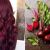 رنگ موی بادمجونی با مواد طبیعی؛ یک روش خانگی برای ایجاد تناژ بنفش و شرابی